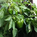 בית חווה Oranhof וולדן אם וורתרסי