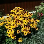 Oranhof