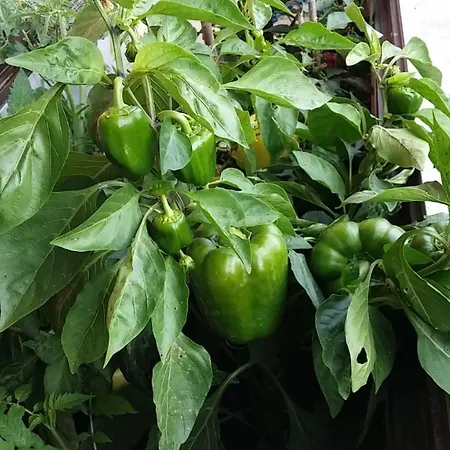 Alojamento de Turismo Rural Oranhof Velden am Wörthersee