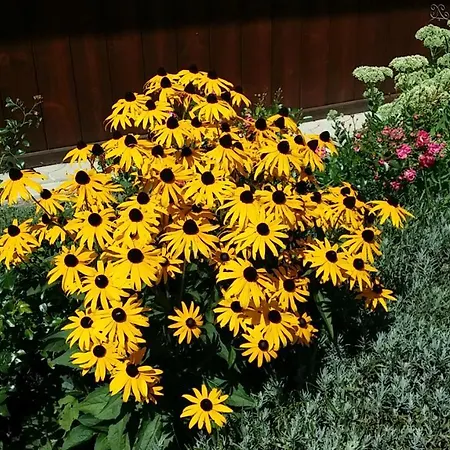 Oranhof