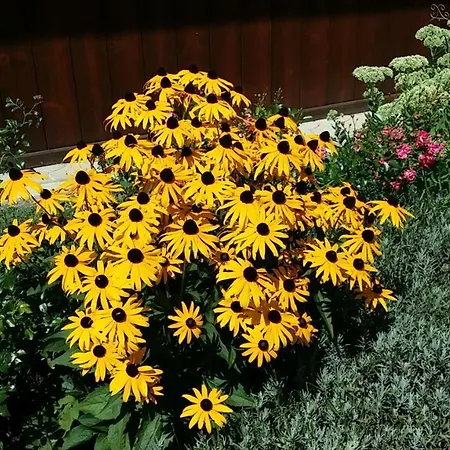 Oranhof