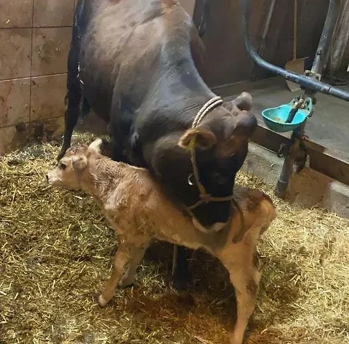 בית חווה Oranhof וולדן אם וורתרסי