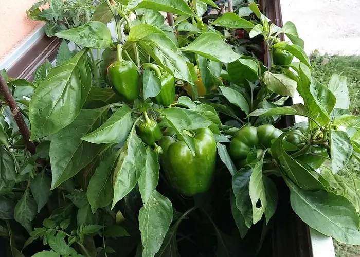 Farma Oranhof Velden am Wörthersee